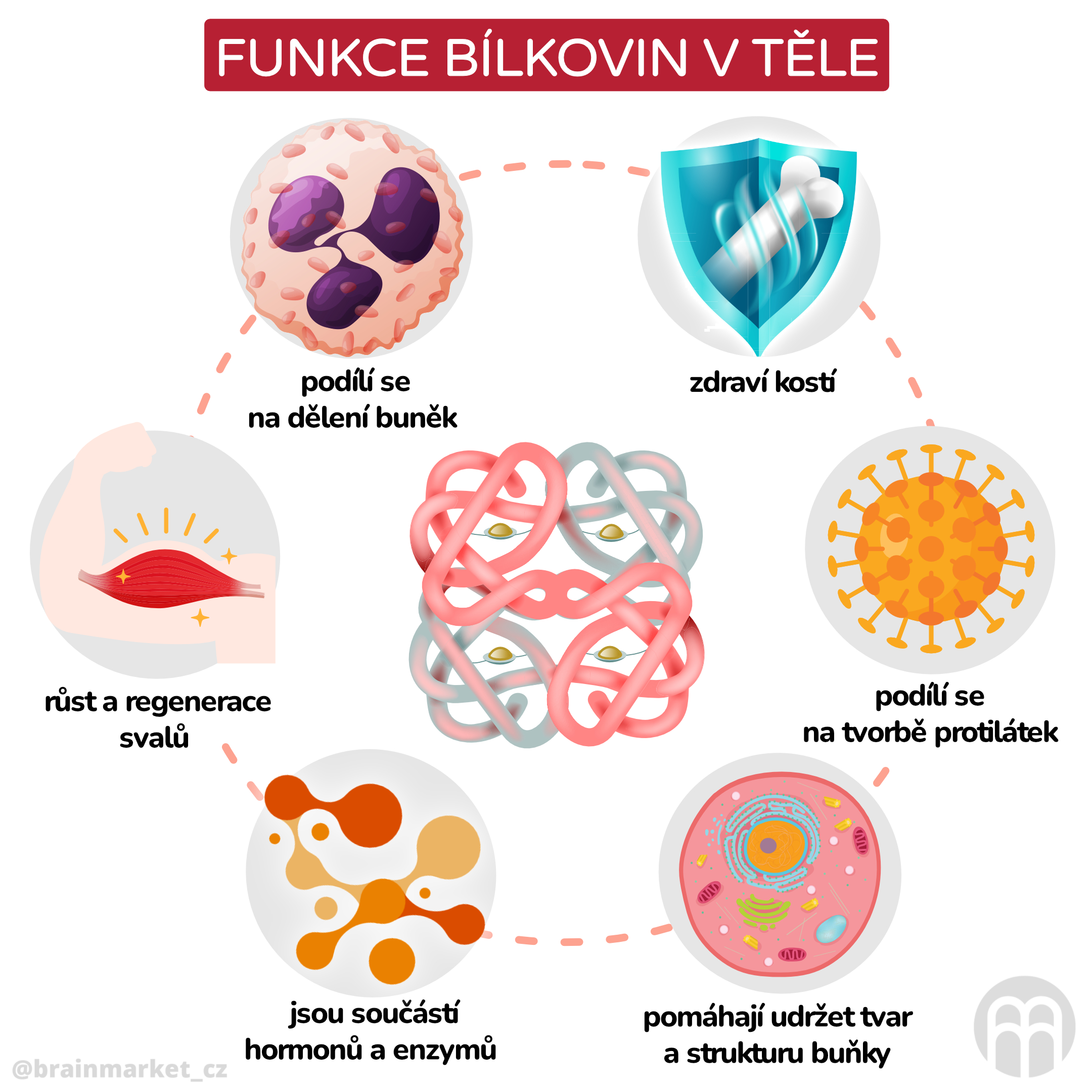 Funkce bílkovin v těle_inforgafika_cz